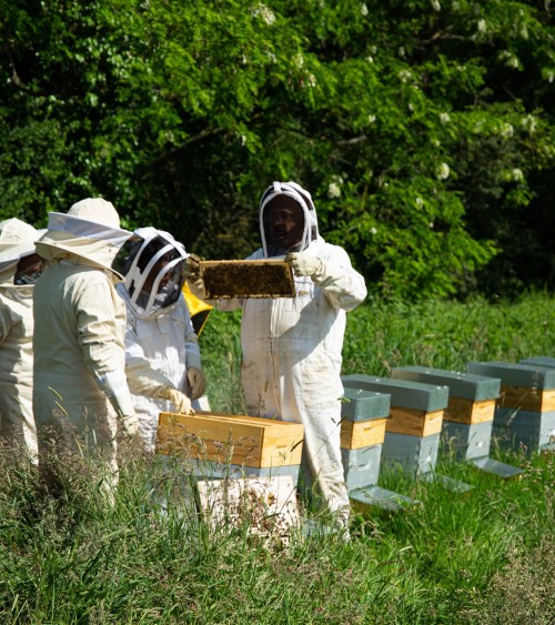 Je me lance en apiculture